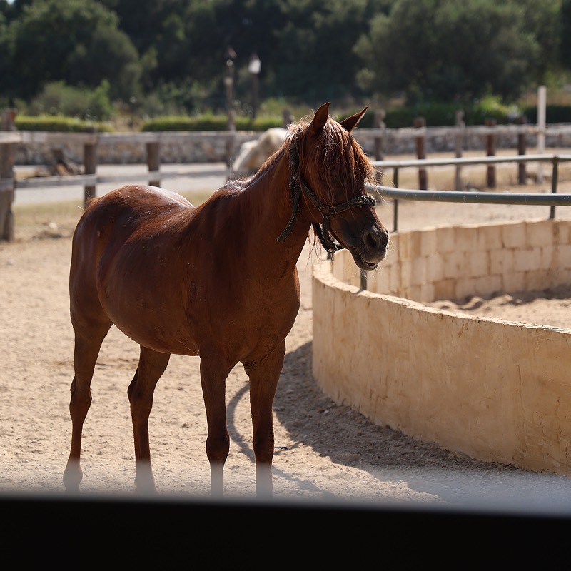 Horseback riding at Batroun Village Club