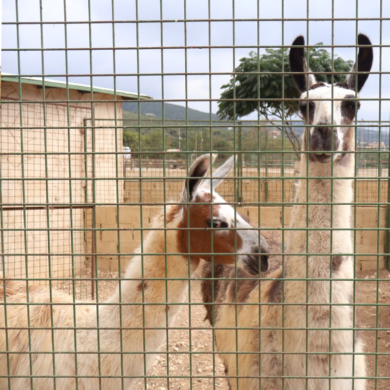 The Farm at Batroun Village Club