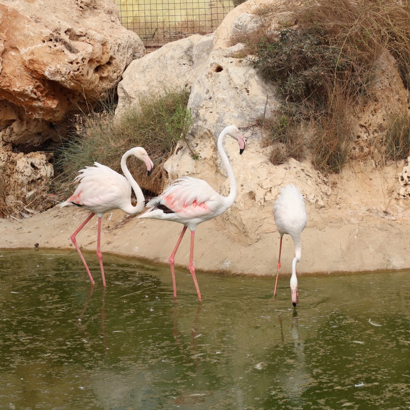 The Farm at Batroun Village Club